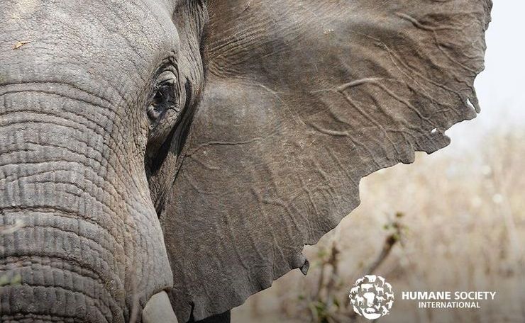 Аукционы в Ботсване разрешат охотиться на слонов
