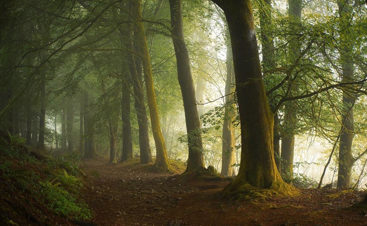 Правительство Уэльса создаст гигантский лес для борьбы с CO2
