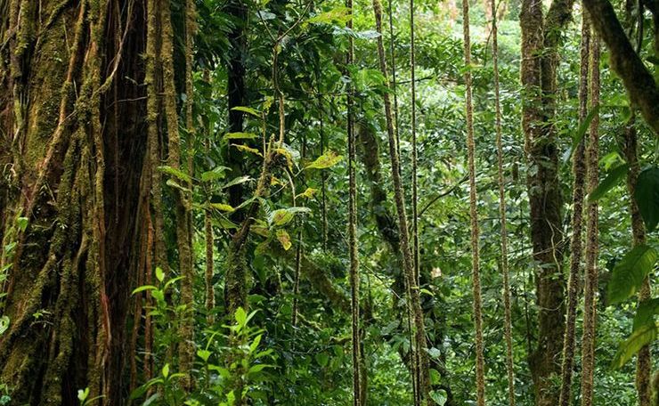 Амазонка и африканские леса превращаются из поглотителя  CO2 в его источник