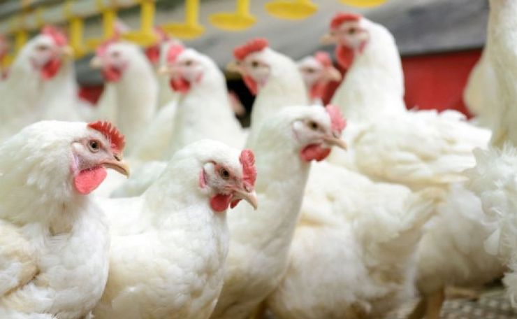Китайские тарифные льготы стимулируют поставки мяса птицы в США