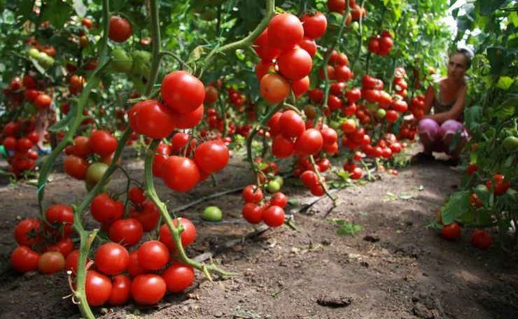 Посадка тепличных помидоров помогает тысячам людей избежать бедности